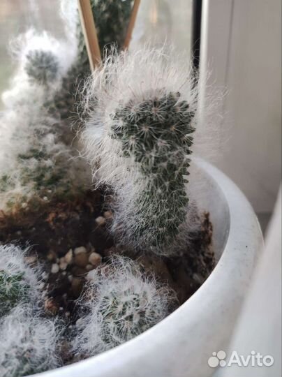 Пушистый кактус маммилярия боксанская