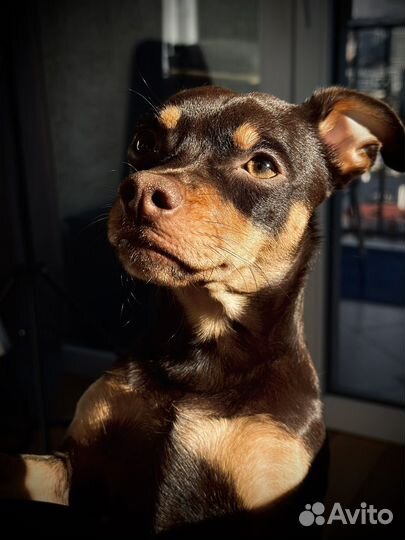 Той-терьер 1 год