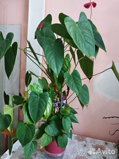 Цветы комнатные