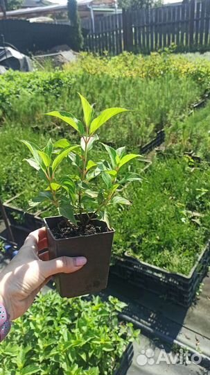 Гортензии в ассортименте