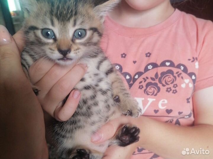 Британские котята