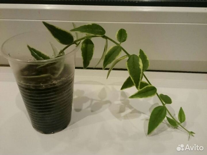 Хойя Белла вариегатная