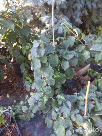 Гортензия черешковая