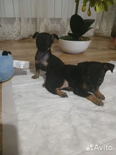 Щенки руского той терьера торг