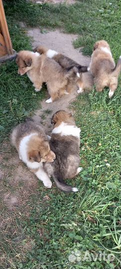 Колли щенки