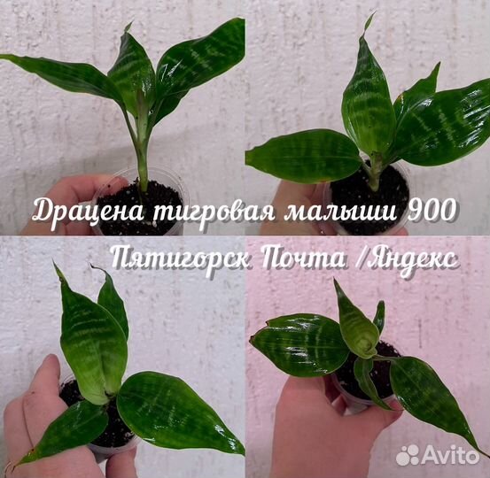 Драцена тигровая малыши драцена arborea