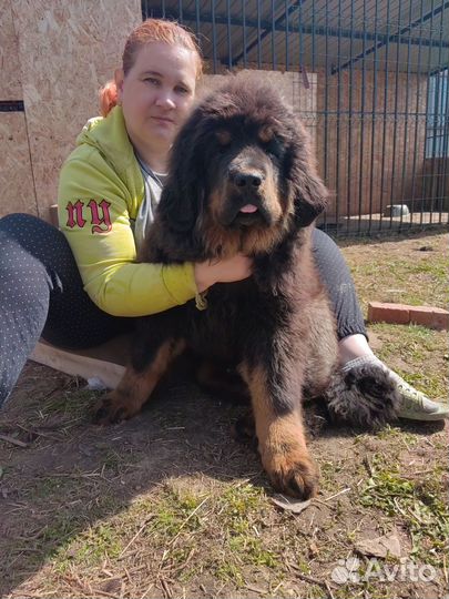 Огромный щенок тибетского мастифа