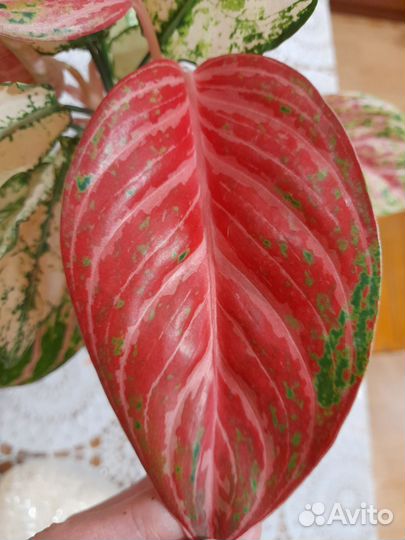 Аглаонема Роуз Нерф