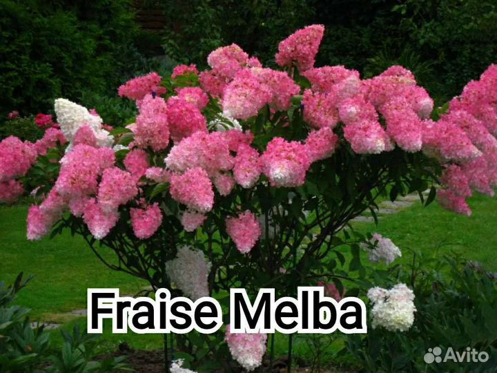 Гортензия метельчатая