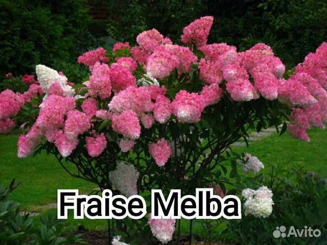 Гортензия метельчатая