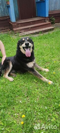 Собаки бесплатно в добрые руки