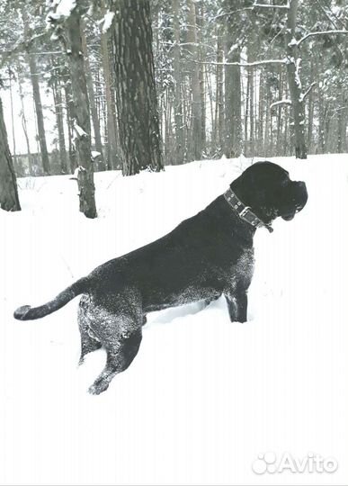 Щенки Кане Корсо