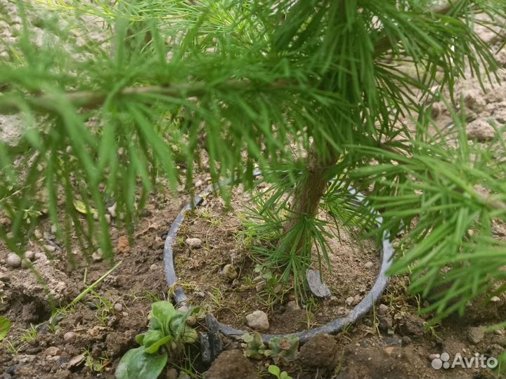 Лиственница живая 90 см