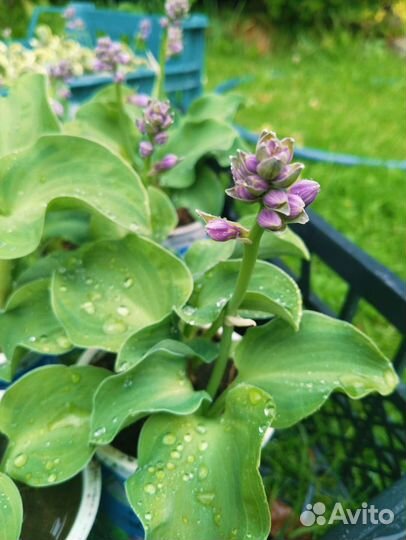 Мини хоста серия 