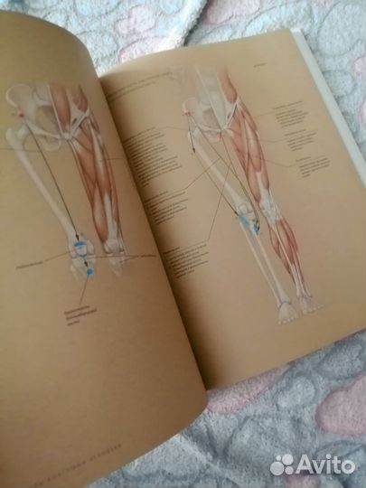 Основы анатомии для художников Роберто Ости