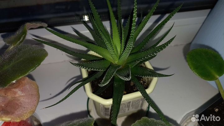 Хавортия 100р