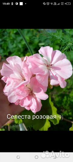 Комнатные растения