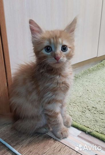 Котенок в добрые руки