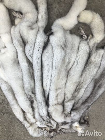 Шкуры песца