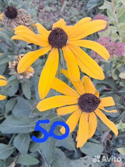 Цветы садовые многолетние