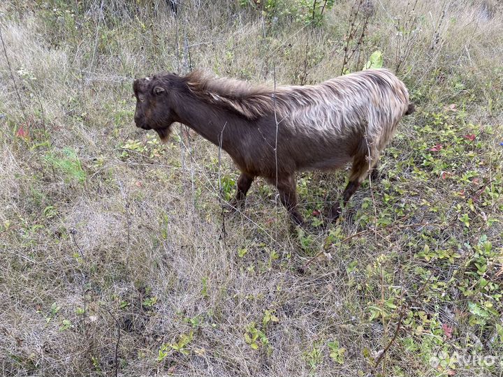 Козел Ламанча на вязку