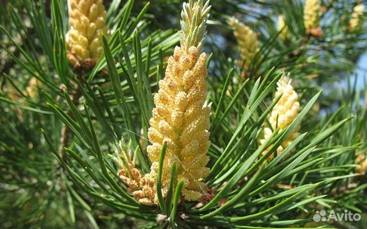 Пыльца сосны