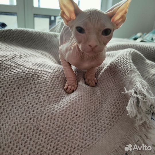 Котенок канадского сфинкса
