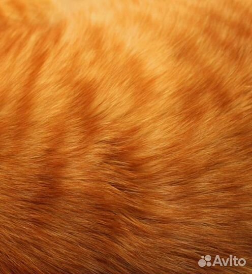 Шерсть кота