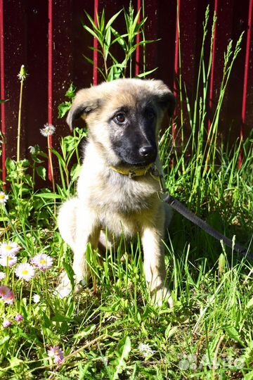 Щенок девочка Сима 3,5 мес