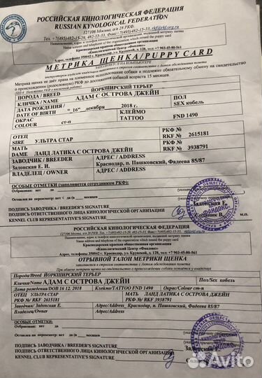 Йоркширский терьер вязка