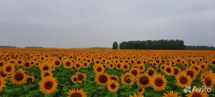 Мёд, мед Цена указана за 3л меда. Личная пасека
