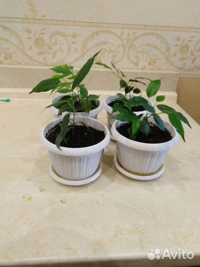 Фикус бенджамина