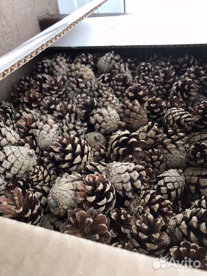 Шишки сосновые для поделок