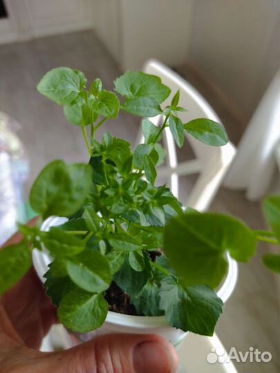 Кампанулла жених, невеста