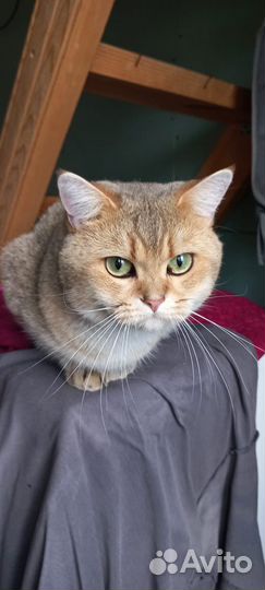 Британский кот