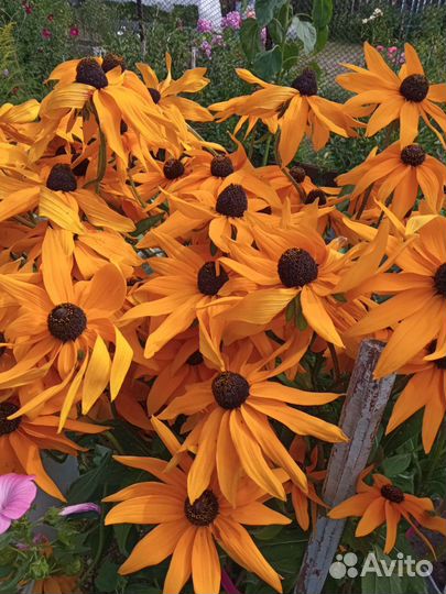 Садовые цветы