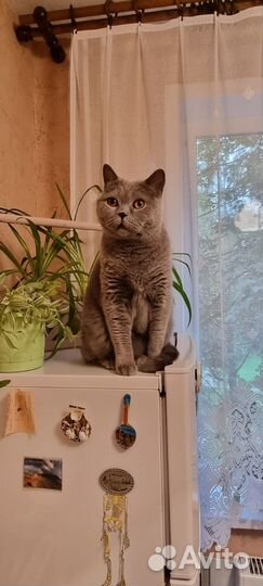 Отдам в добрые руки британского кота