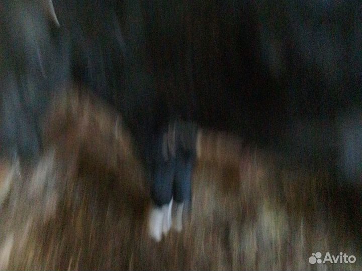 Телка 1.5 года