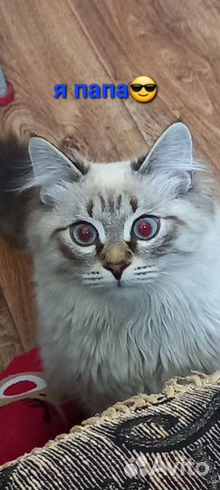 Котята в добрые руки бесплатно