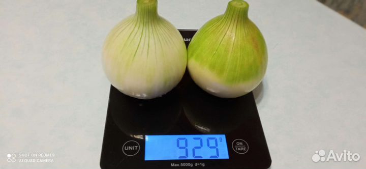 Лук Эксибишен семена