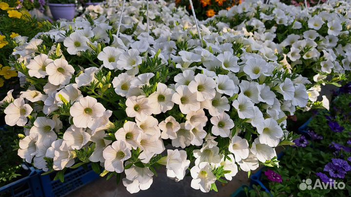 Ампельные цветы в кашпо и в рассаде