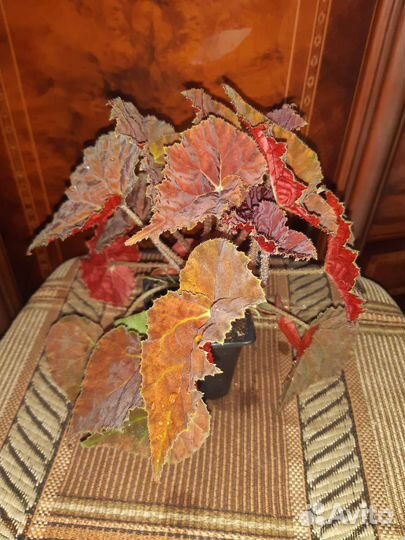 Бегония декоративно - лиственная