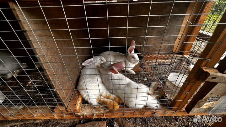 Калифорнийские кролики