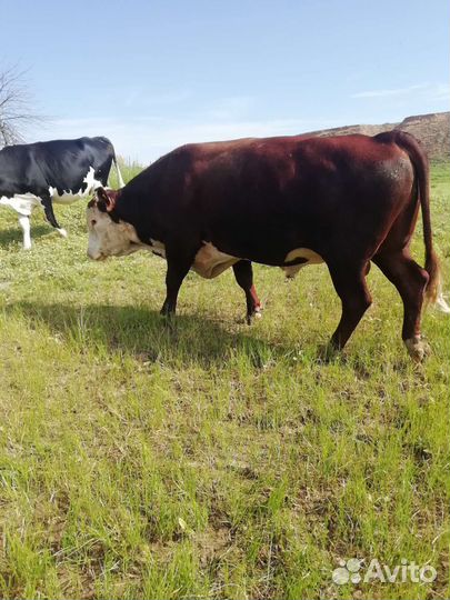Бык племянной Герефорд 3,5 года