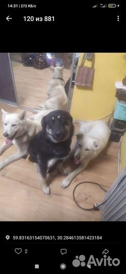 Черная Дина ищет дом