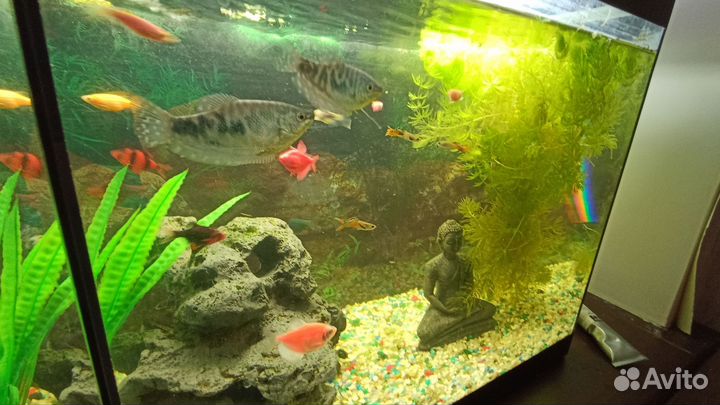 Аквариум с рыбой, полный комплект