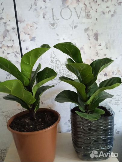 Фикус лирата бамбино