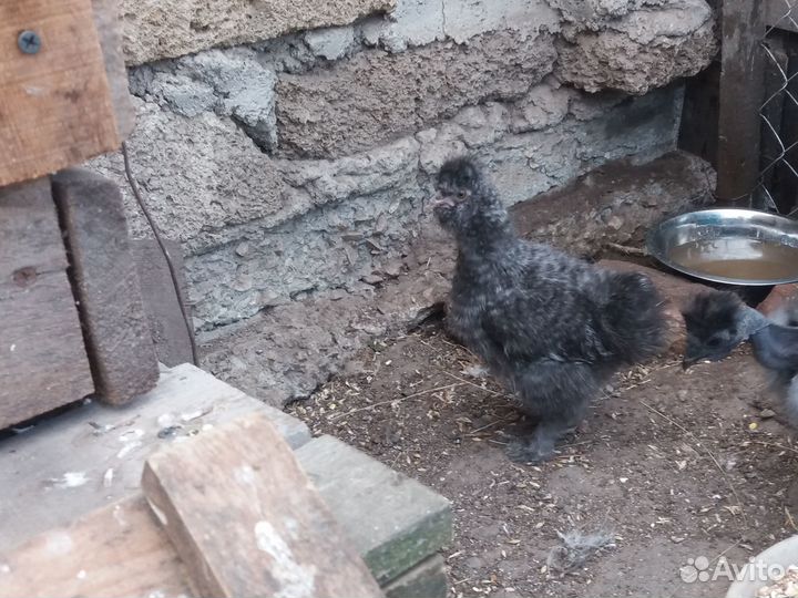 Цыплята китайской шелковой