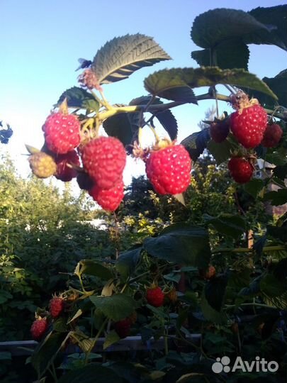 Саженцы малины