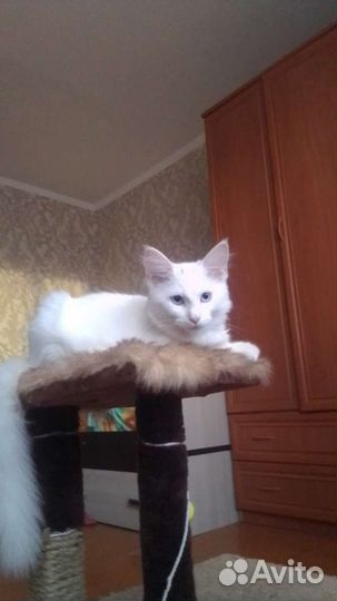 Вязка мейнкуны